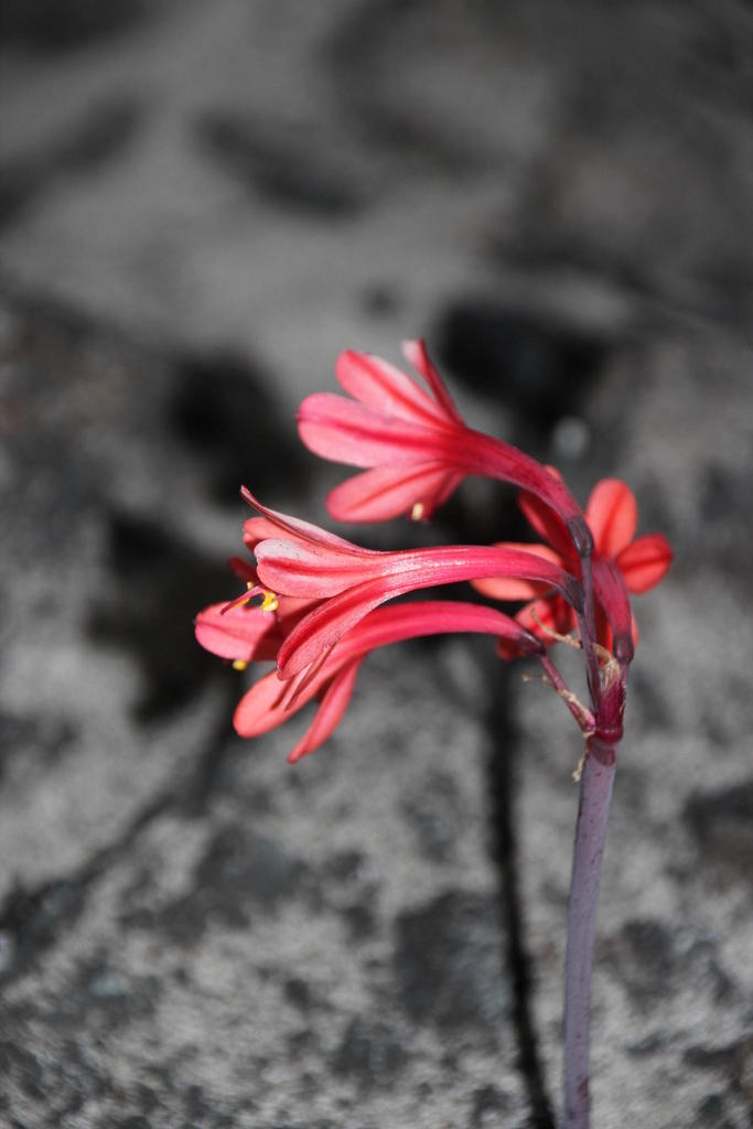 Cyrtanthus ventricosus, Silvermine upper Riverside Trail: Silvermine West section of table Mountain National Park