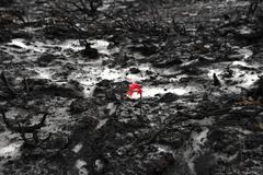 Cyrtanthus ventricosus