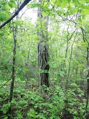 Cenostigma eriostachys