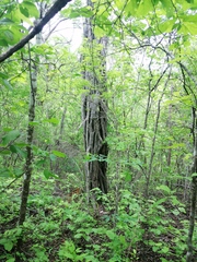 Cenostigma eriostachys