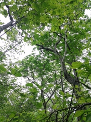 Cenostigma eriostachys