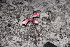 Cyrtanthus ventricosus