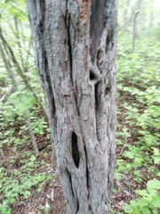 Cenostigma eriostachys