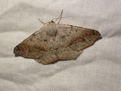 Prochoerodes forficaria