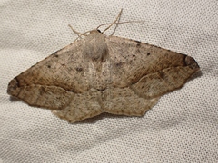 Prochoerodes forficaria