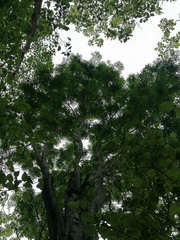 Cenostigma eriostachys