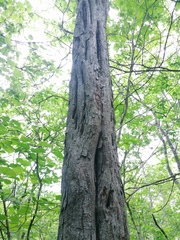 Cenostigma eriostachys