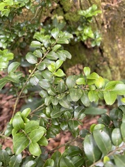 Ilex lohfauensis