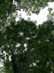 Cenostigma eriostachys