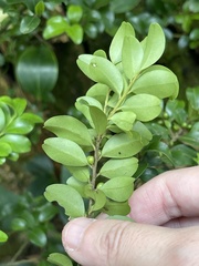 Ilex lohfauensis