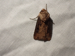 Agrotis stigmosa