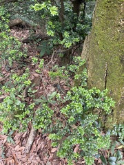 Ilex lohfauensis