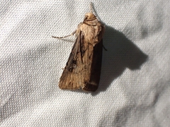 Agrotis stigmosa