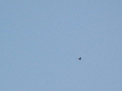Chaetura pelagica