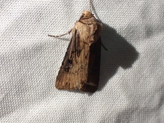 Agrotis stigmosa