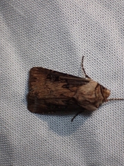 Agrotis stigmosa
