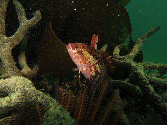 Clinus superciliosus