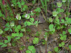 Trifolium microdon