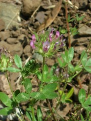 Trifolium obtusiflorum