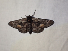 Phaeoura mexicanaria