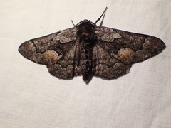 Phaeoura mexicanaria