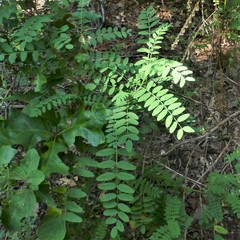 Astragalus canadensis