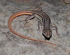 Pedioplanis burchelli