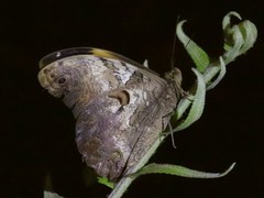 Selenophanes cassiope