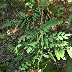 Astragalus canadensis