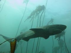 Notorynchus cepedianus