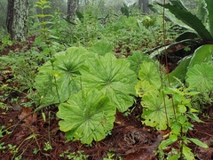 Psacalium holwayanum