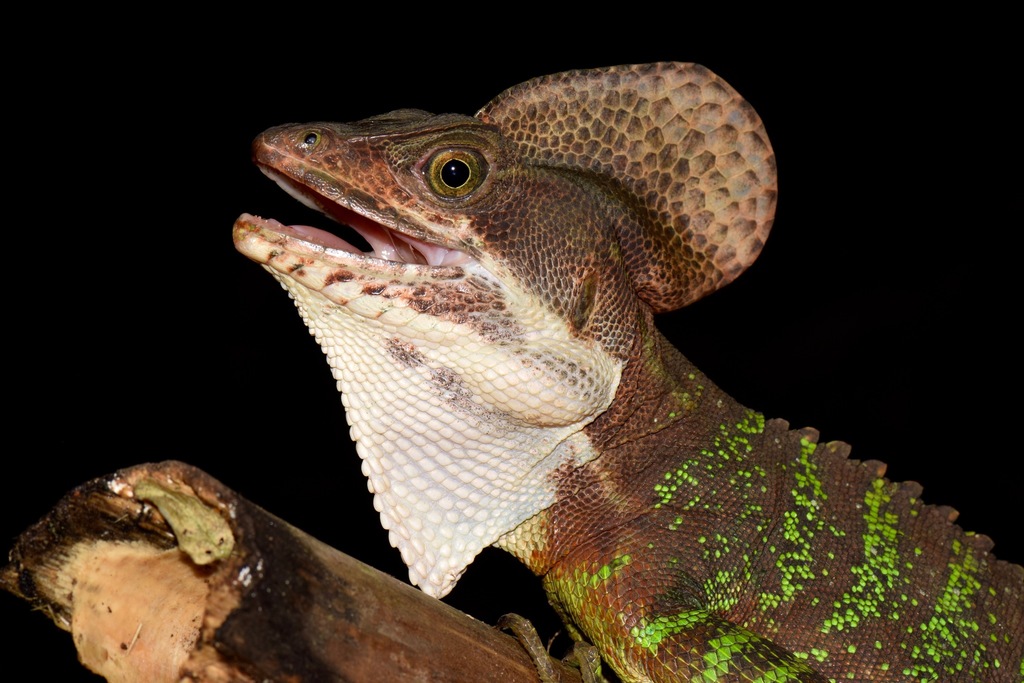 Western Basilisk
