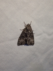 Acronicta fragilis