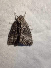 Acronicta fragilis