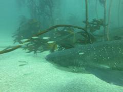 Notorynchus cepedianus