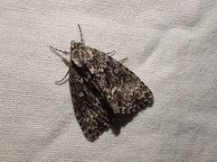 Acronicta fragilis