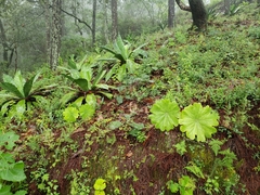 Psacalium holwayanum