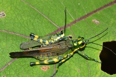 Chromacris psittacus