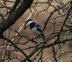 Batis molitor molitor