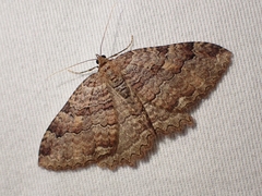 Triphosa