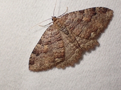 Triphosa