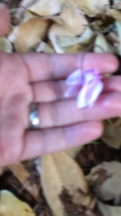 Cyclamen hederifolium