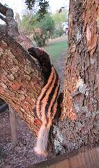 African Striped Weasel photo 1
