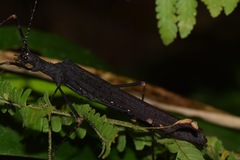 Pseudophasma esmeraldas