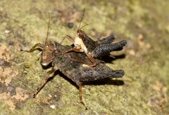 Batrachidea planus
