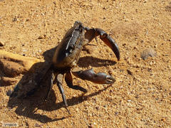 Potamonautes barnardi