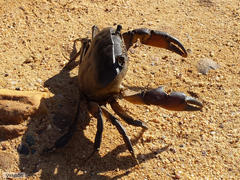 Potamonautes barnardi