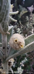 Buddleja perfoliata
