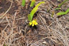Cyrtanthus breviflorus