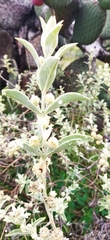 Buddleja perfoliata